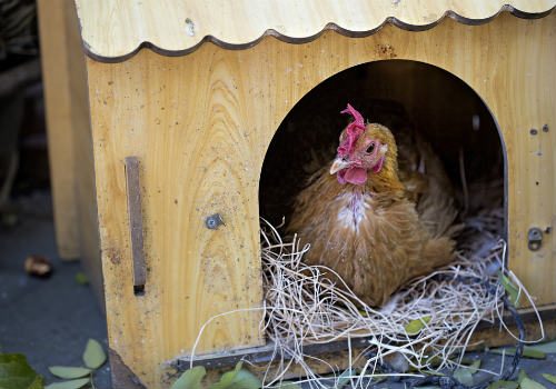 Il pollo sta deponendo le uova