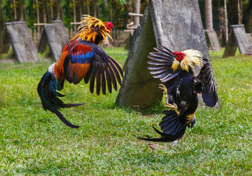 Two roosters are fighting