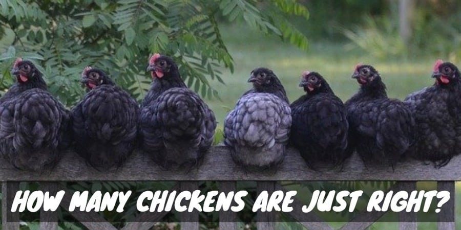 How many chickens are just right?