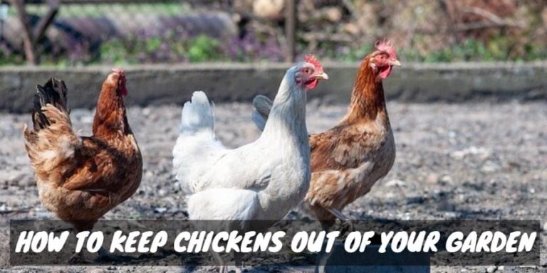 How to Keep Chickens out of Your Garden - Sorry Chicken