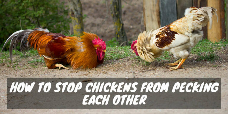 How to Stop Chickens from Pecking Each Other