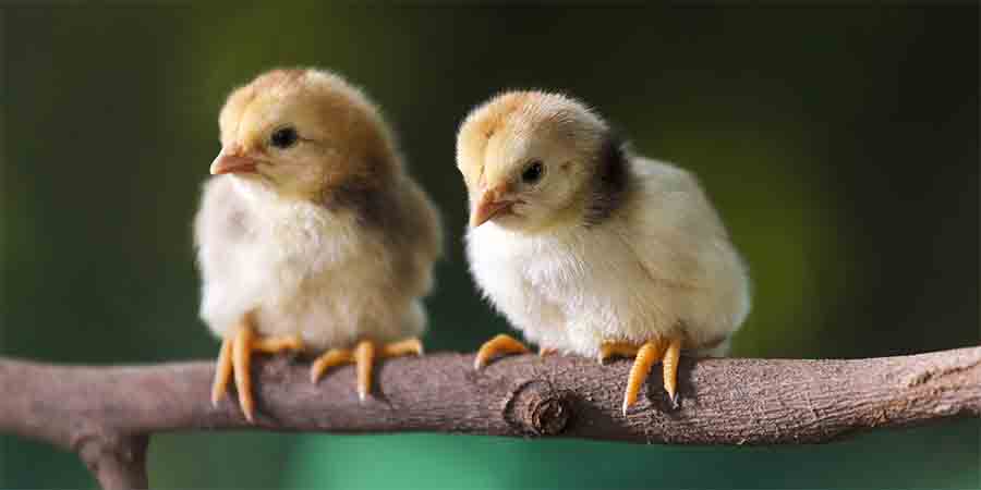Where Do Chickens Originate? - Sorry Chicken