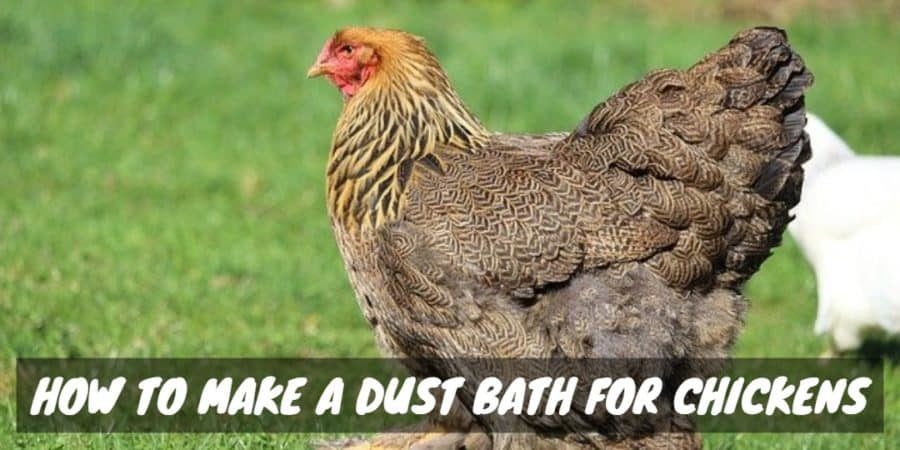 How to Make a Dust Bath for Chickens