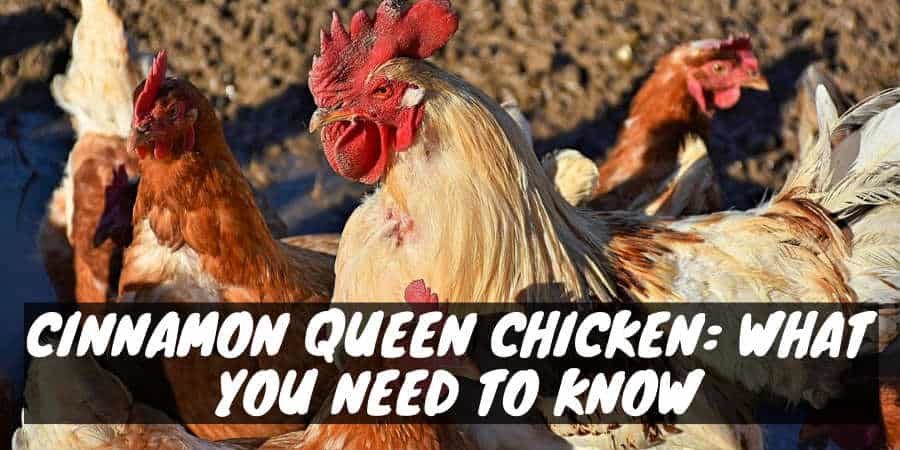 Cinnamon Queen Chicken