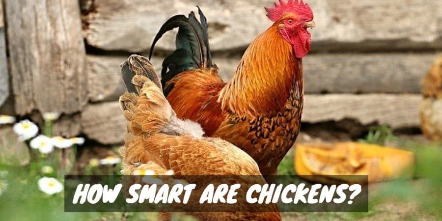 How Smart Are Chickens?