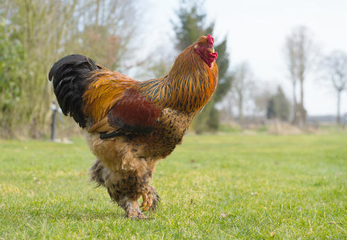 Brahma Chickens: the Original King Fowls - Sorry Chicken