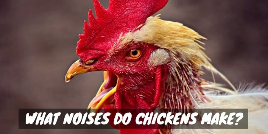 What Noises Do Chickens Make?