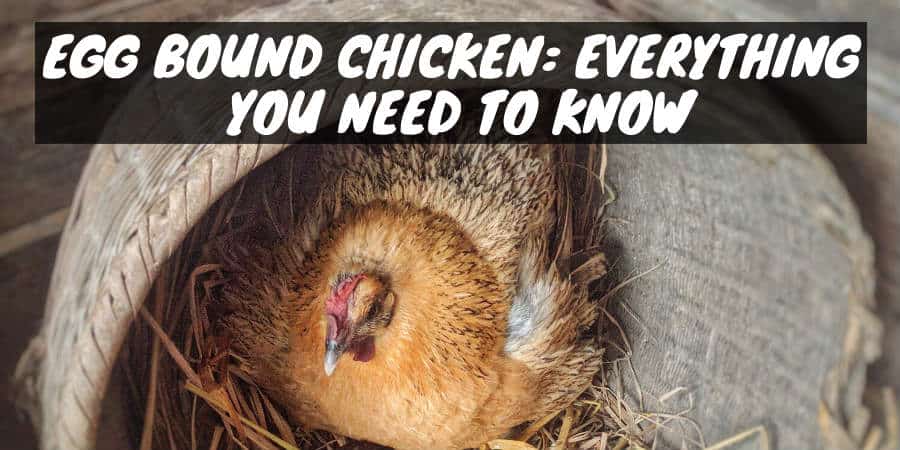 Egg Bound Chicken How To Help Your Ailing Hen Sorry Chicken 