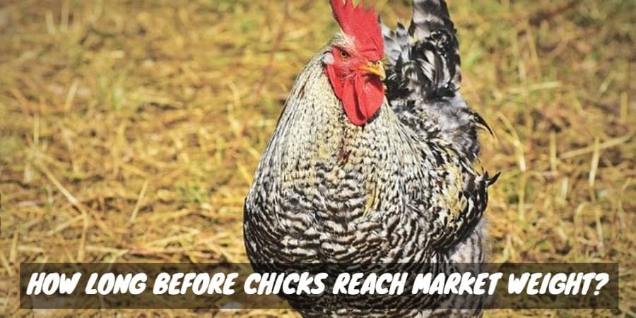 how-long-before-chicks-reach-market-weight-sorry-chicken