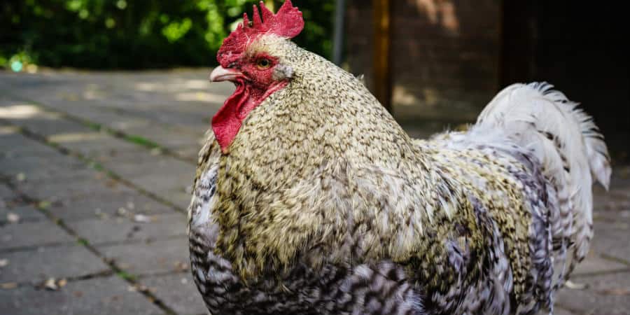 How to Raise Chickens for Meat - Sorry Chicken 