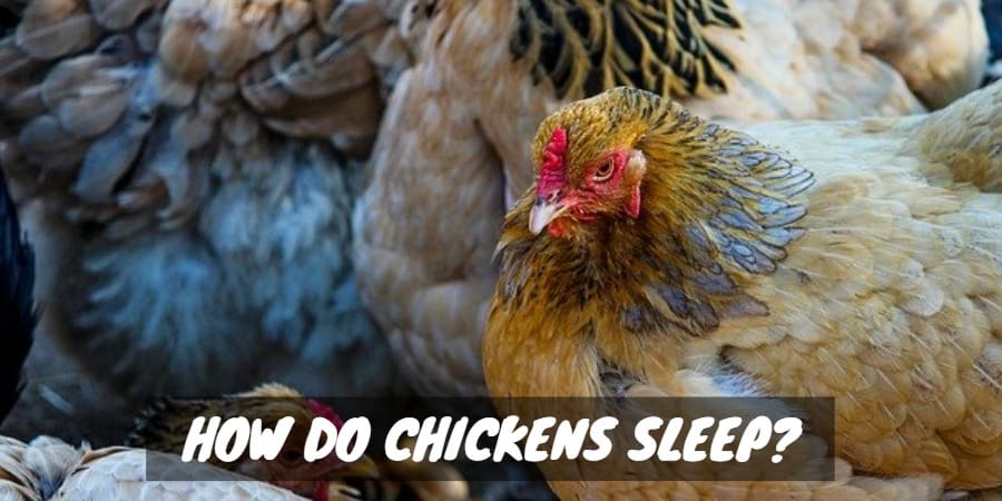 How Do Chickens Sleep Sorry Chicken