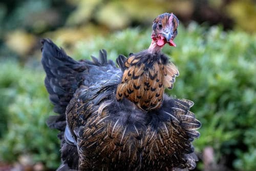 Focus photography of chicken