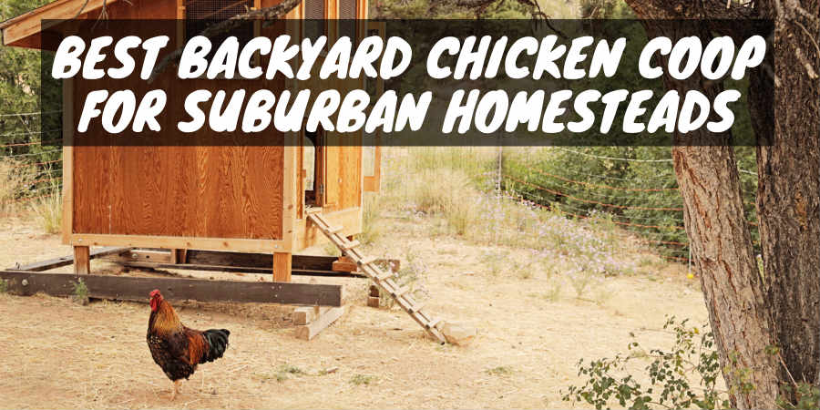 Best Backyard Chicken Coop For Suburban Homesteads 2019 Sorry