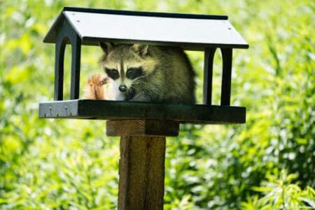 raccoon killing chickens