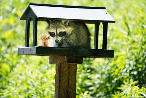 11 Methods To Protect Chickens From Raccoons Sorry Chicken