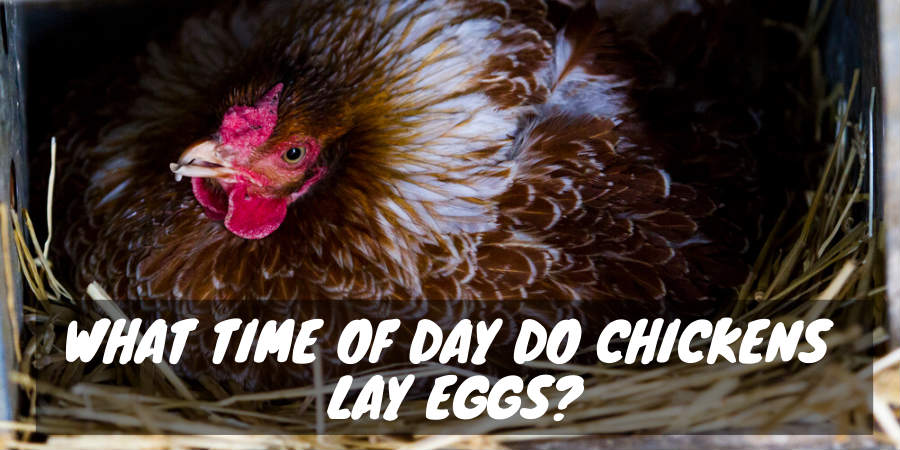 What Time Of Day Do Chickens Lay Eggs Sorry Chicken