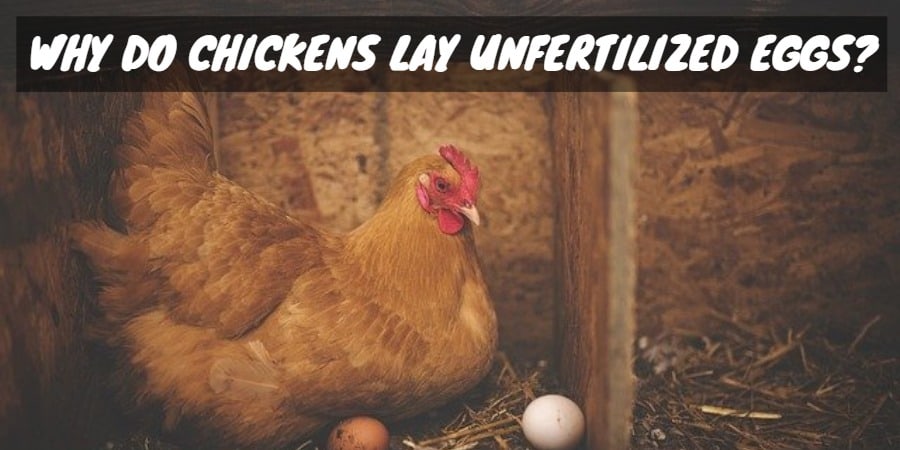 Why Do Chickens Lay Unfertilized Eggs Sorry Chicken