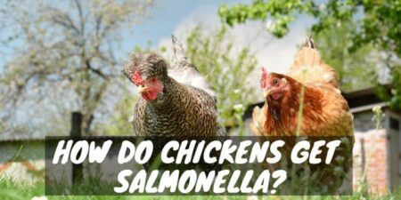 Backyard Bird Bacteria: How Do Chickens Get Salmonella? - Sorry Chicken