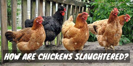 From Farm to Freezer: How Are Chickens Slaughtered? - Sorry Chicken