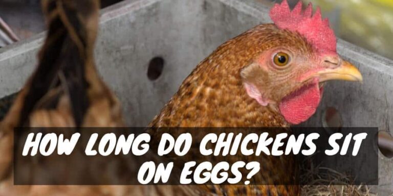 Incubation Calculation: How Long Do Chickens Sit on Eggs? - Sorry Chicken