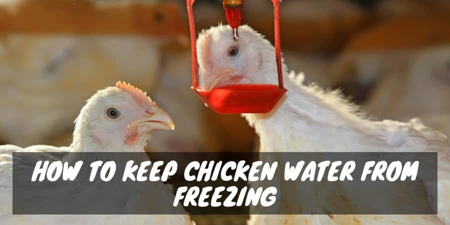 How to keep chicken water from freezing