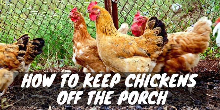 How to Keep Chickens Off the Porch