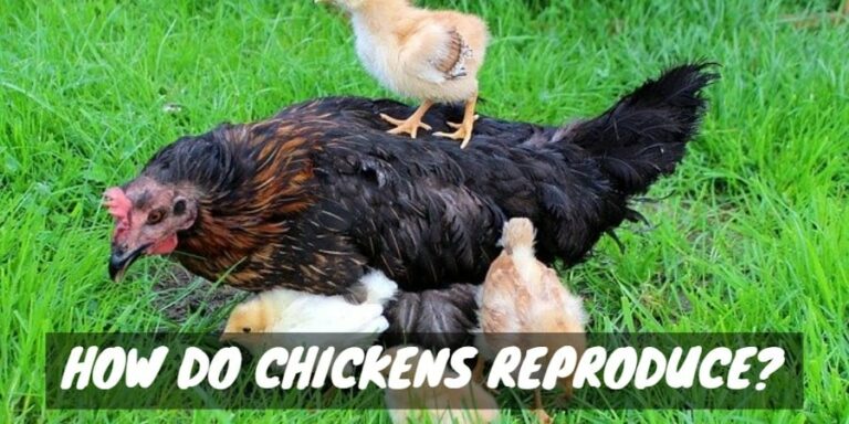 How Do Chickens Reproduce? - Sorry Chicken