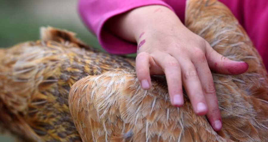 Do Chickens Enjoy Being Pet?