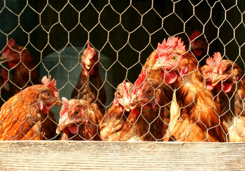 Protected hens