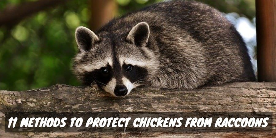 Protect Chickens from Raccoons