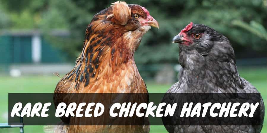 Rare Breed Chicken Hatchery - Sorry Chicken