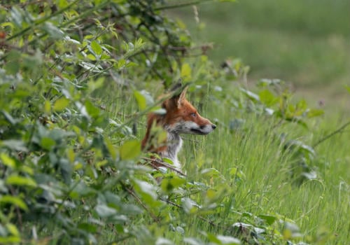 Red fox lying on green tall grass