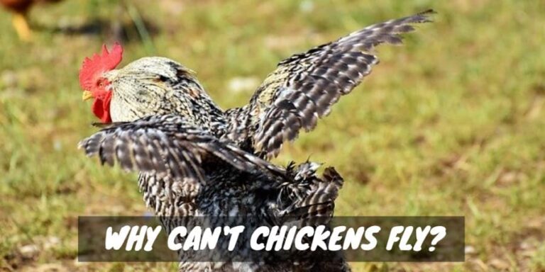 Why Can't Chickens Fly? - Sorry Chicken