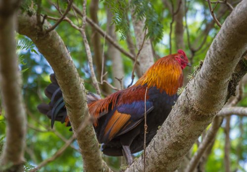Rooster is seating on the tree branch in Hawaii