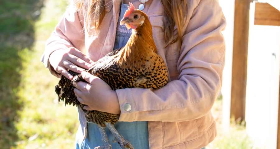 Do Chickens Enjoy Being Pet?