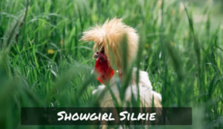 Showgirl Silkie