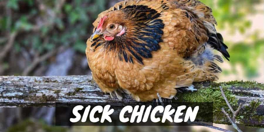 Sick Chicken: Symptoms and Treatments