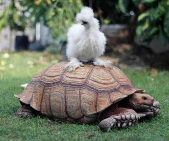 Clever Silkie chicken riding a turtle