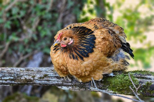 Solitary for lethargic chicken