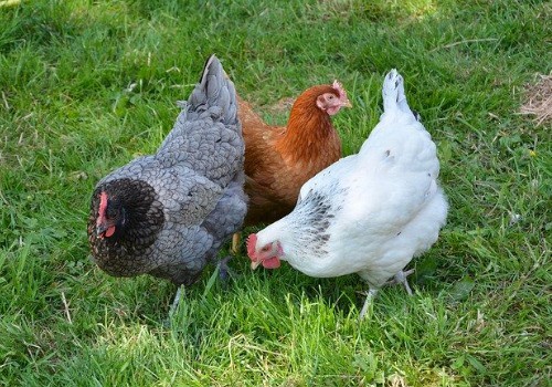 Three chickens