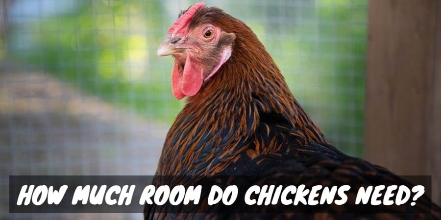 How much space does a layer hen need? – RSPCA Knowledgebase