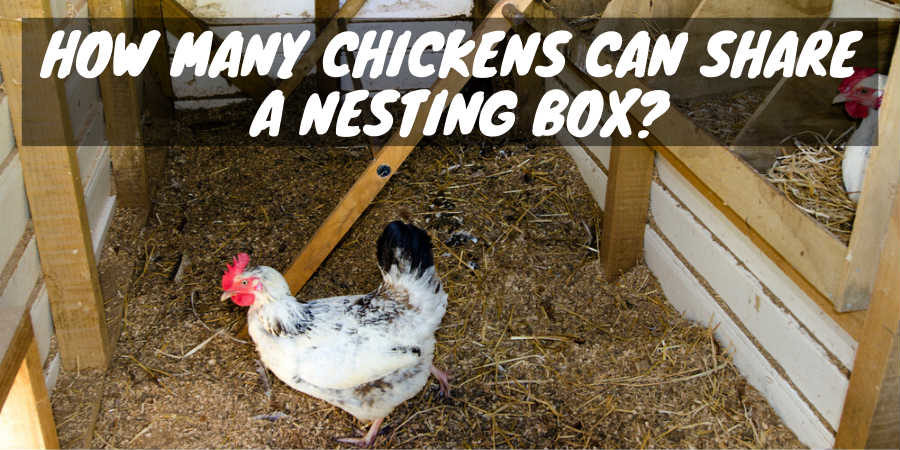 Two chickens near nesting boxes