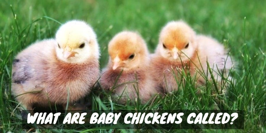 what-are-baby-chickens-called-sorry-chicken