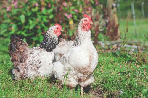 Deux poules blanches