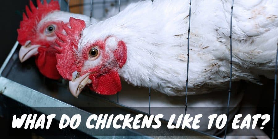 What do chickens like to eat?
